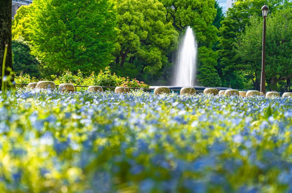 日比谷公園のネモフィラと噴水の風景
