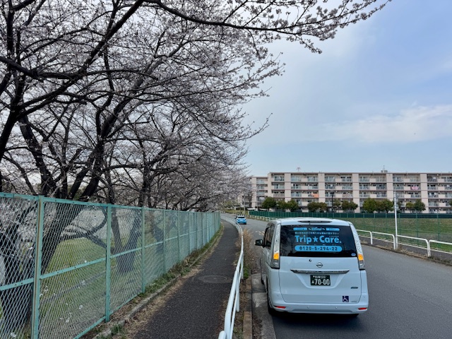 桜と後方を写した福祉介護タクシー