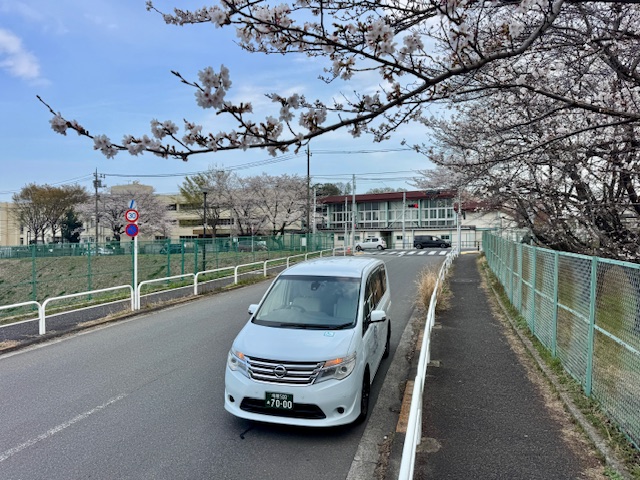 桜と前方を写した福祉介護タクシー