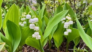 4月中旬に咲くスズラン