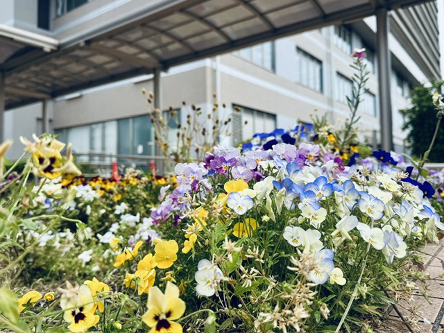町田市民病院の花壇